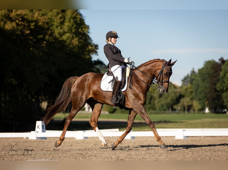 Hanoverian Mare 10 years 17 hh Chestnut-Red in Künzing