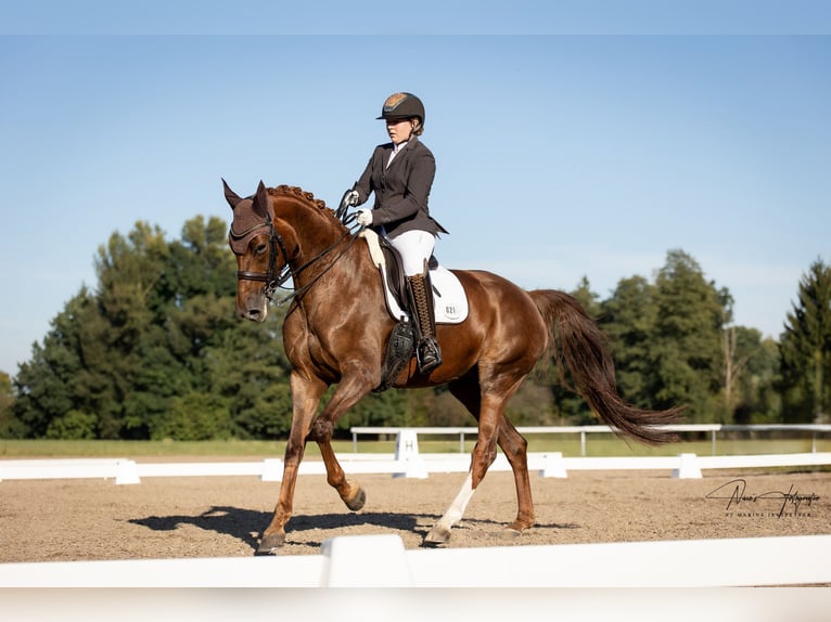 Hanoverian Mare 10 years 17 hh Chestnut-Red in Künzing