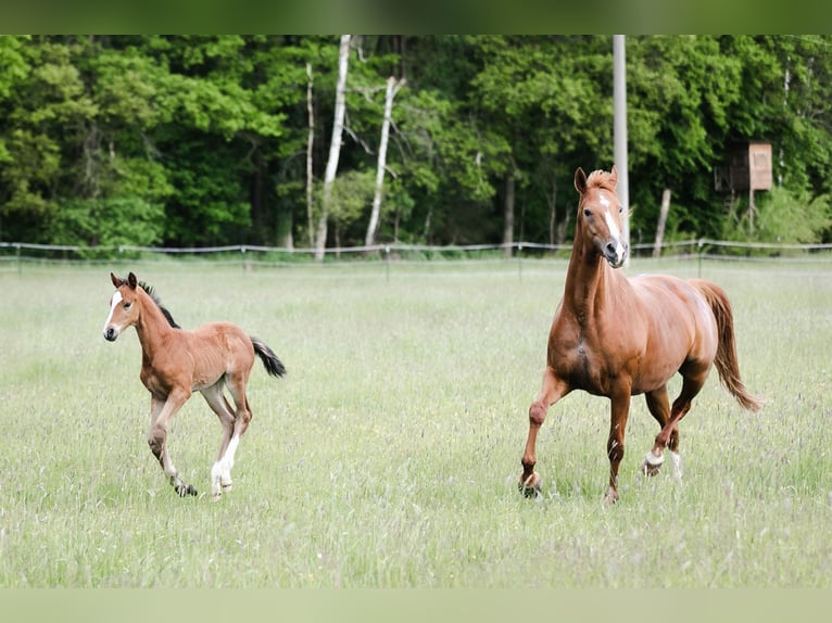 Hanoverian Mare 10 years 17 hh Chestnut-Red in Moritzburg