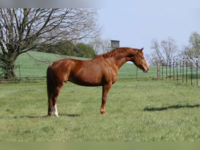 Hanoverian Mare 10 years 17 hh Chestnut-Red in Moritzburg