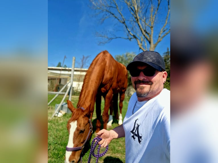 Hanoverian Mare 10 years 17 hh Chestnut-Red in Bönnigheim
