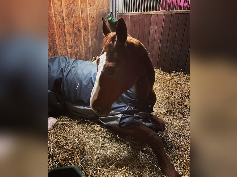 Hanoverian Mare 10 years 17 hh Chestnut-Red in Bönnigheim