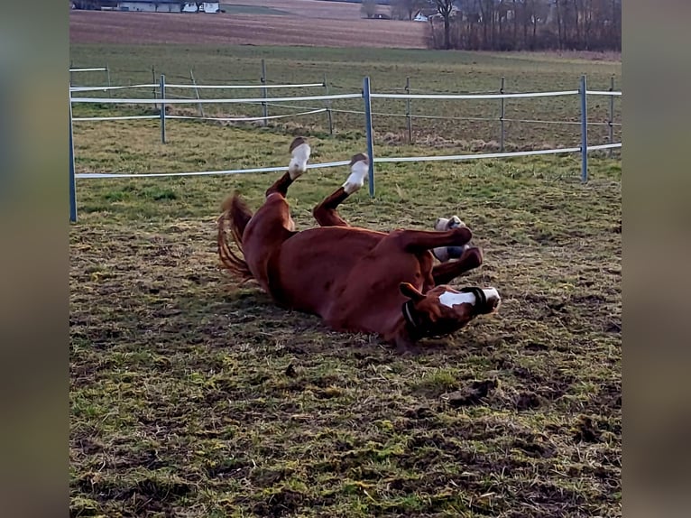Hanoverian Mare 10 years 17 hh Chestnut-Red in Bönnigheim