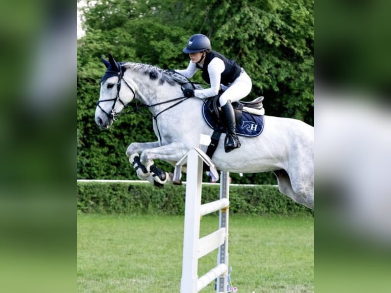 Hanoverian Mare 10 years 17 hh Gray in Rennau