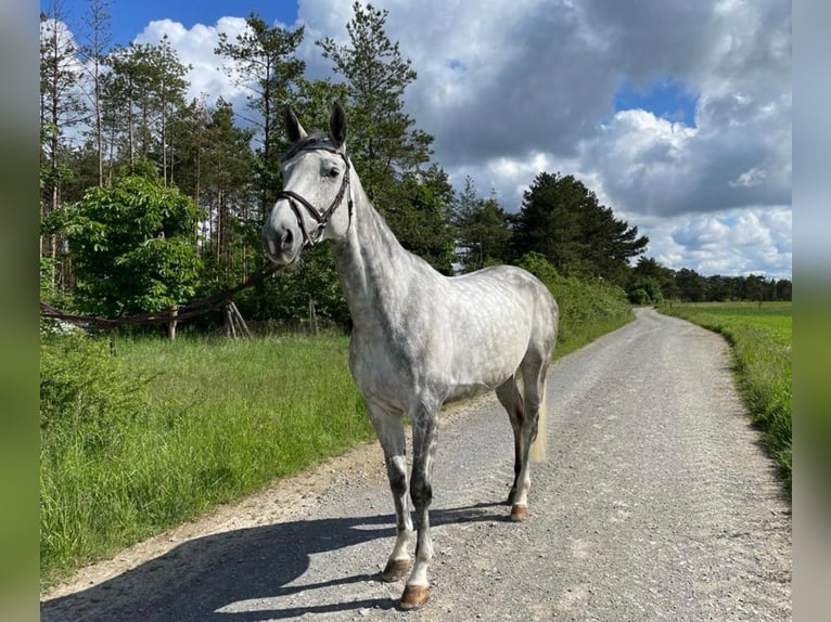 Hanoverian Mare 10 years 17 hh Grey in Bayreuth