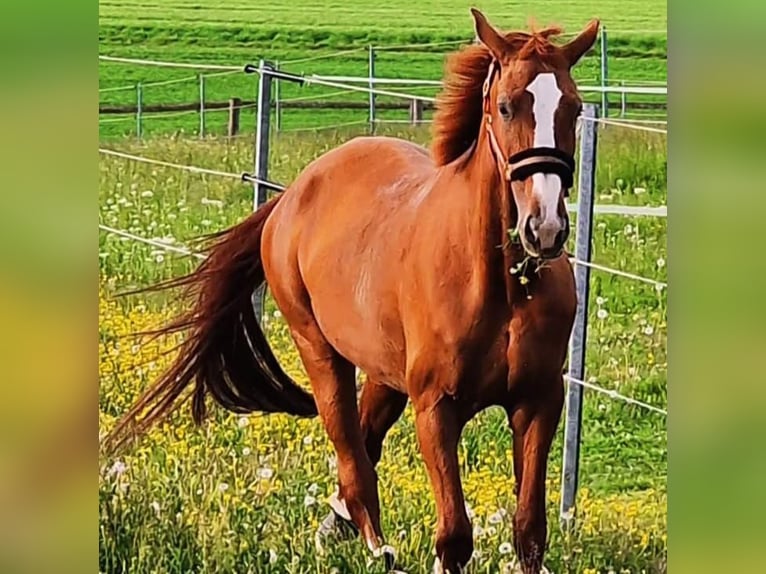 Hanoverian Mare 10 years 17,1 hh Chestnut-Red in B&#xF6;nnigheim