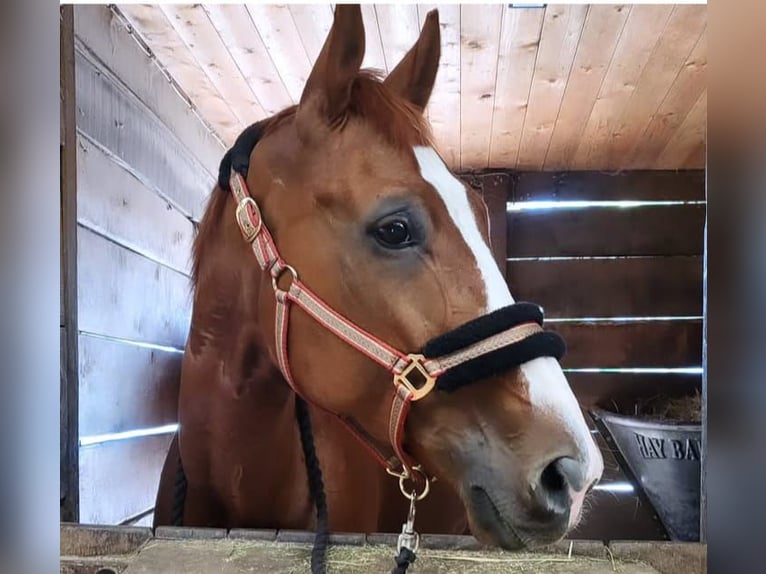 Hanoverian Mare 10 years 17,1 hh Chestnut-Red in B&#xF6;nnigheim