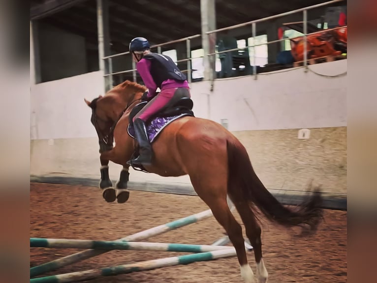 Hanoverian Mare 10 years 17,1 hh Chestnut-Red in B&#xF6;nnigheim