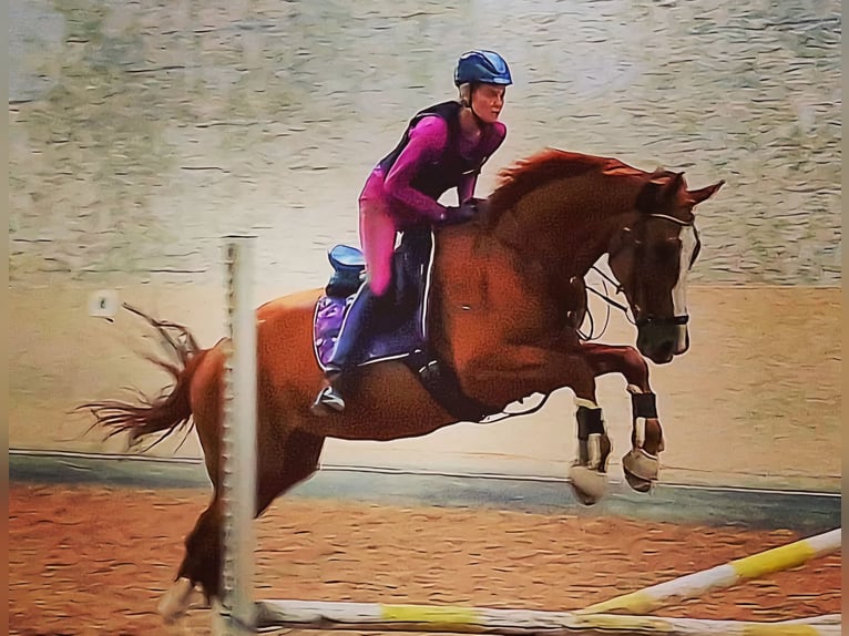 Hanoverian Mare 10 years 17,1 hh Chestnut-Red in B&#xF6;nnigheim