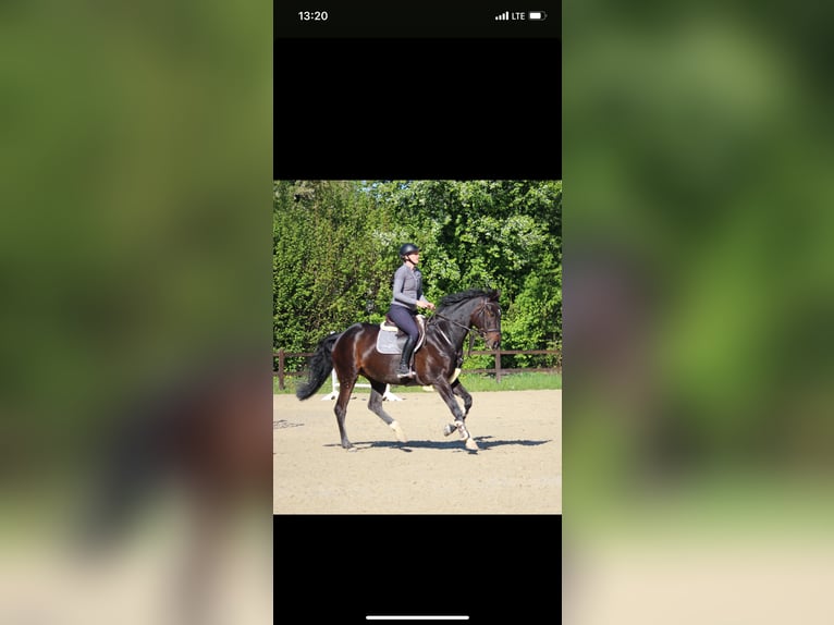 Hanoverian Mare 10 years 17,1 hh Smoky-Black in Gelnhausen