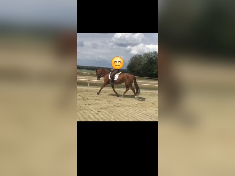 Hanoverian Mare 10 years Chestnut-Red in Mirow