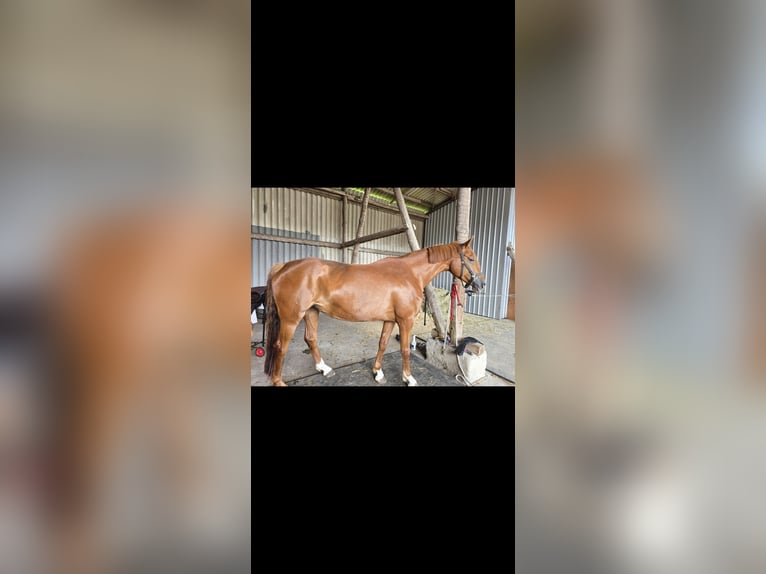 Hanoverian Mare 10 years Chestnut-Red in Mirow