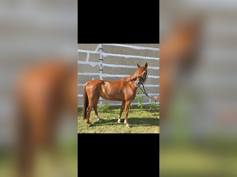 Hanoverian Mare 10 years Chestnut-Red in Mirow