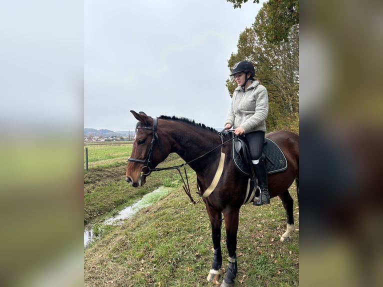 Hanoverian Mare 11 years 15,1 hh Brown in Merzig-Ballern