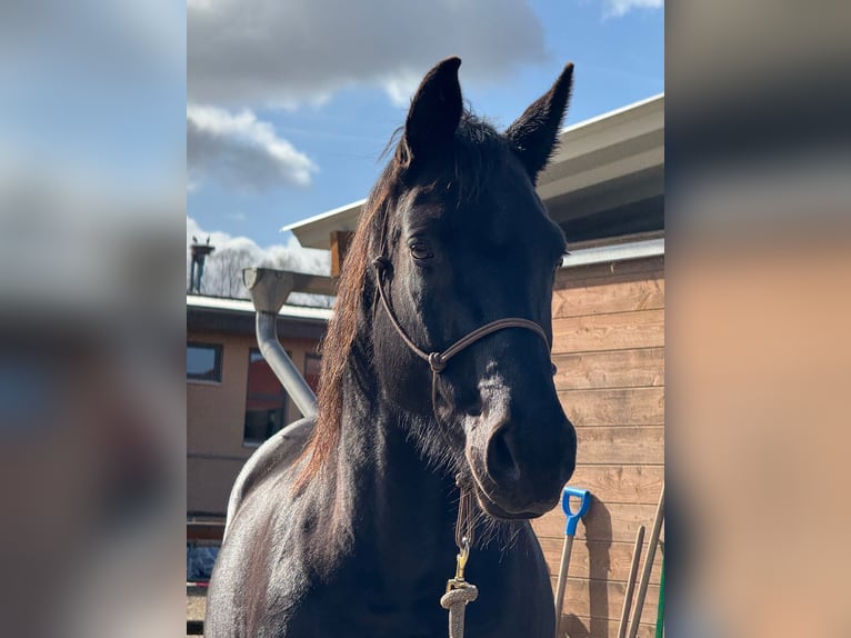 Hanoverian Mare 11 years 15.2 hh Black in Seeburg