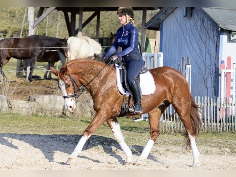 Hanoverian Mare 11 years 15,2 hh Chestnut-Red in W&#xFC;rzburg