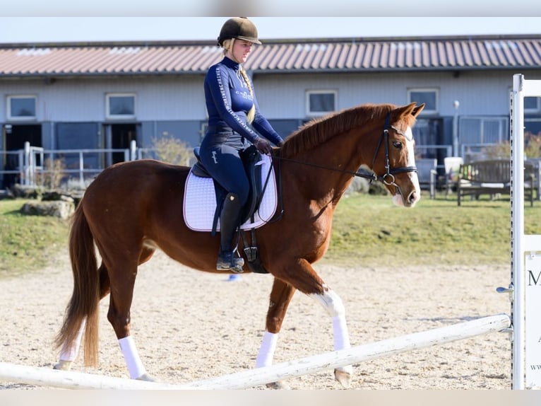 Hanoverian Mare 11 years 15,2 hh Chestnut-Red in W&#xFC;rzburg