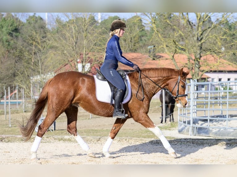 Hanoverian Mare 11 years 15,2 hh Chestnut-Red in W&#xFC;rzburg