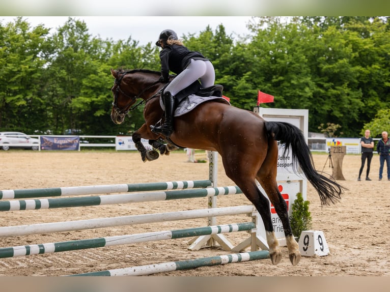 Hanoverian Mare 11 years 15 hh Brown in Merzig
