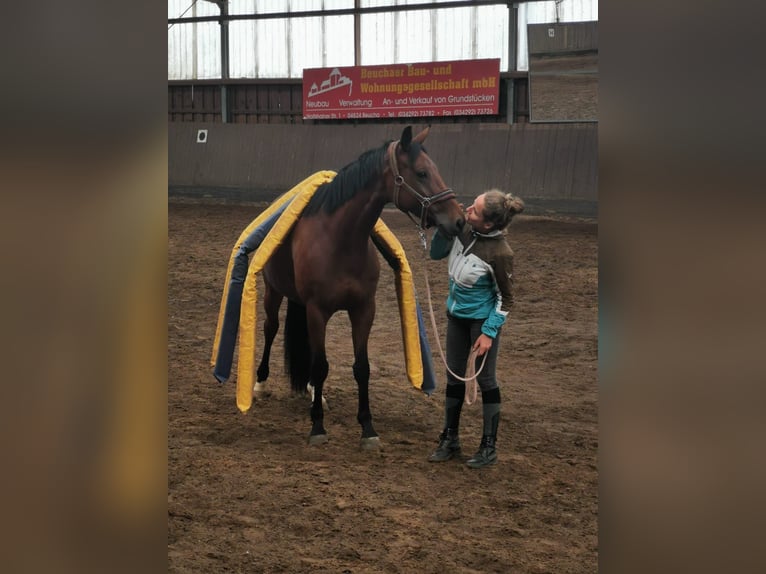 Hanoverian Mix Mare 11 years 15,1 hh Brown in Brandis