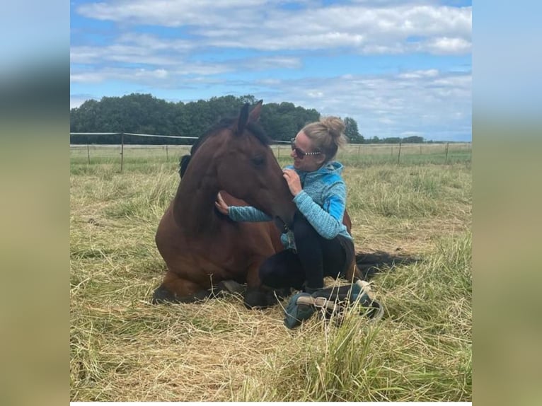 Hanoverian Mix Mare 11 years 15,1 hh Brown in Brandis