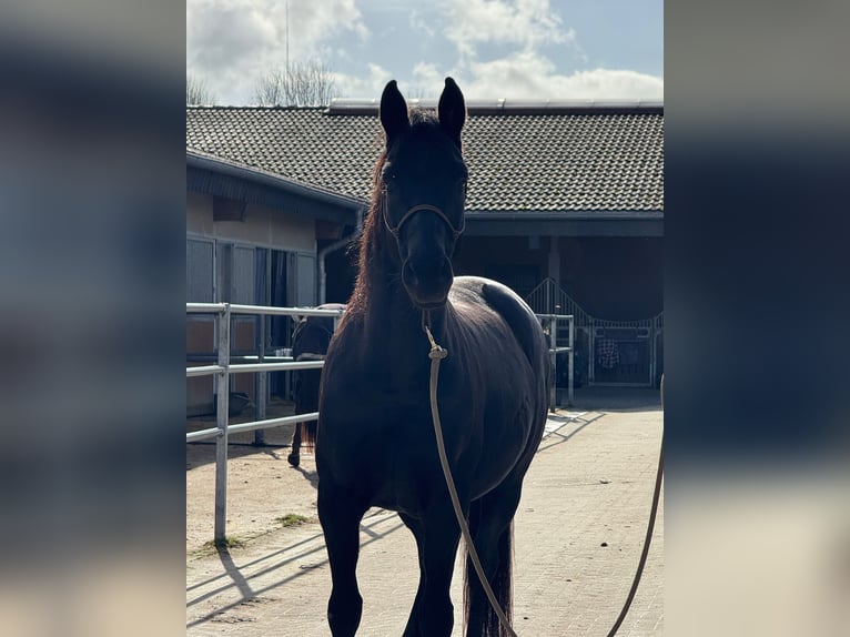 Hanoverian Mare 11 years 15,2 hh Black in Osterode am Harz
