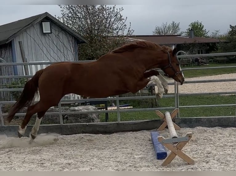 Hanoverian Mare 11 years 15,2 hh Chestnut-Red in Würzburg