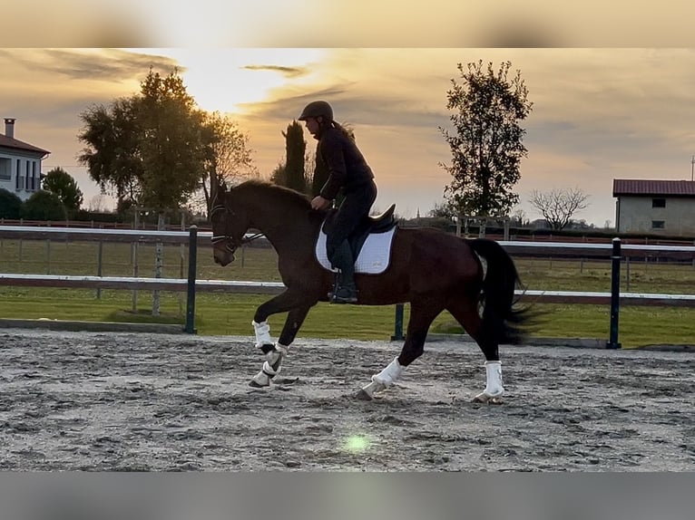 Hanoverian Mare 11 years 15,3 hh Brown in Mansuè