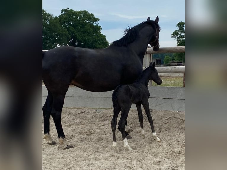 Hanoverian Mare 11 years 16,1 hh Bay-Dark in Telgte