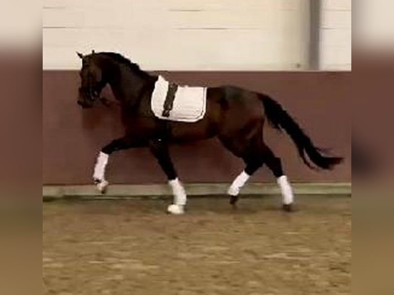 Hanoverian Mare 11 years 16,1 hh Bay-Dark in Telgte