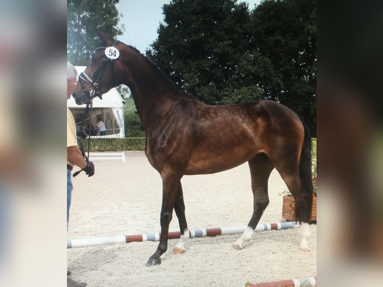 Hanoverian Mare 11 years 16.1 hh Bay-Dark in Wagenfeld