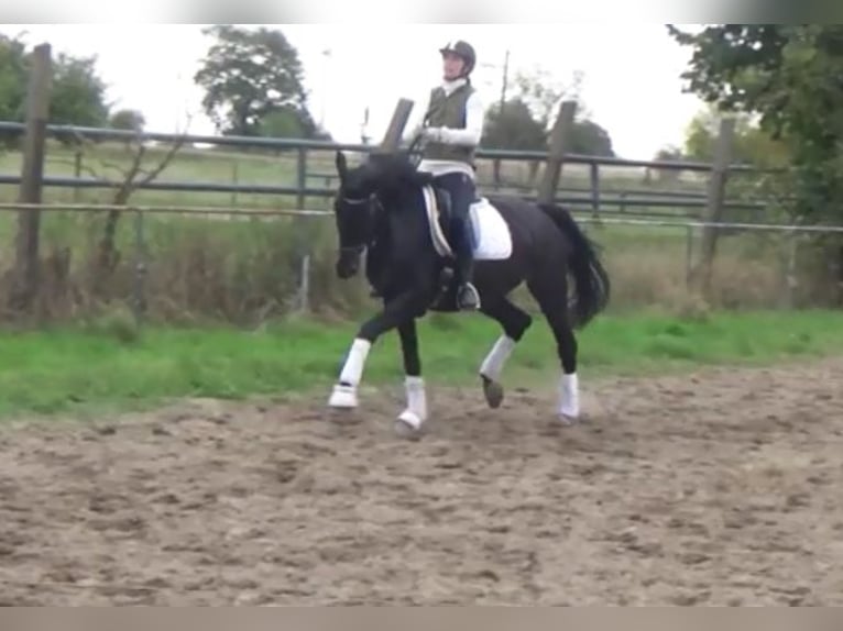 Hanoverian Mare 11 years 16,1 hh Bay-Dark in Berlin