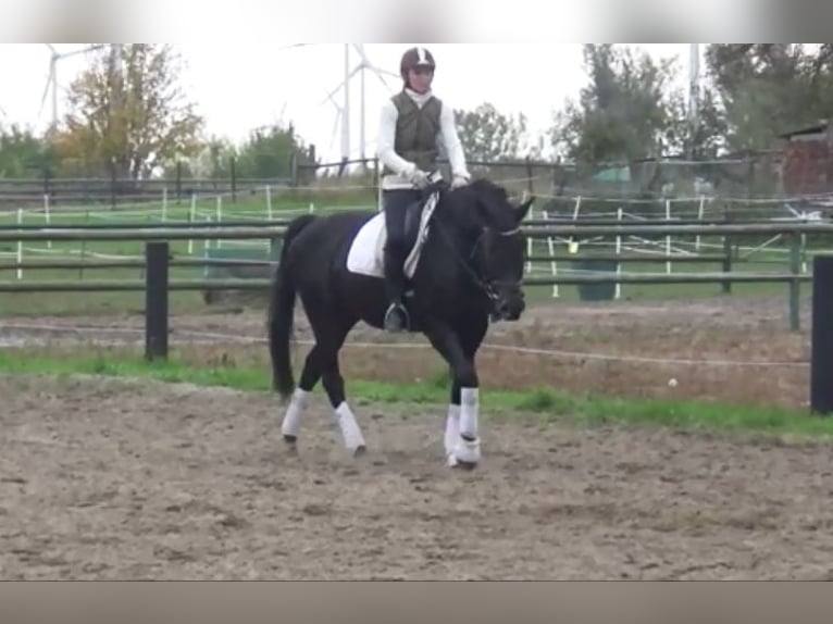 Hanoverian Mare 11 years 16,1 hh Bay-Dark in Berlin