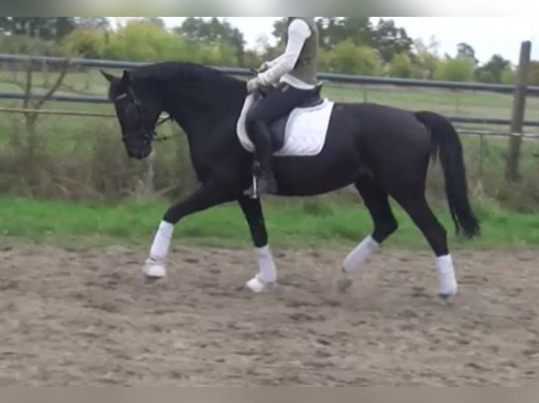 Hanoverian Mare 11 years 16,1 hh Bay-Dark in Berlin