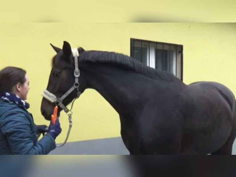 Hanoverian Mare 11 years 16,1 hh Bay-Dark in Berlin