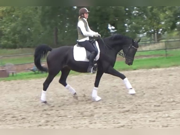 Hanoverian Mare 11 years 16,1 hh Bay-Dark in Berlin