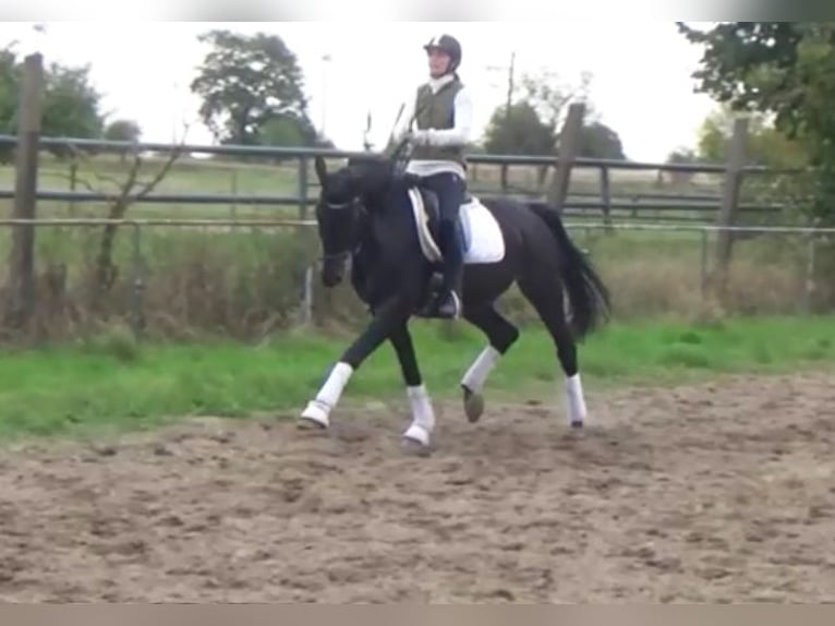 Hanoverian Mare 11 years 16,1 hh Bay-Dark in Berlin