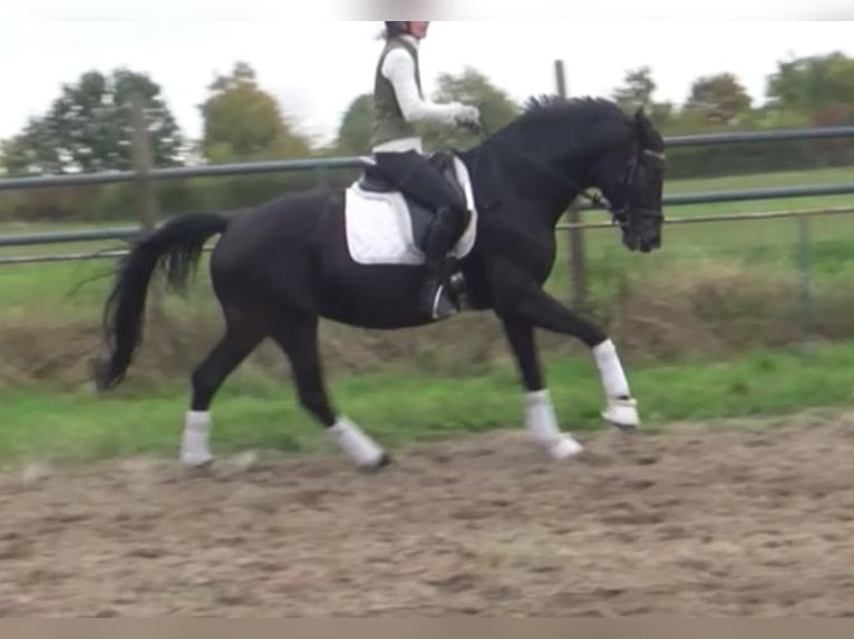 Hanoverian Mare 11 years 16,1 hh Bay-Dark in Berlin