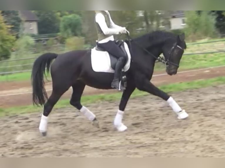 Hanoverian Mare 11 years 16,1 hh Bay-Dark in Berlin