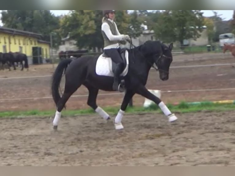 Hanoverian Mare 11 years 16,1 hh Bay-Dark in Berlin