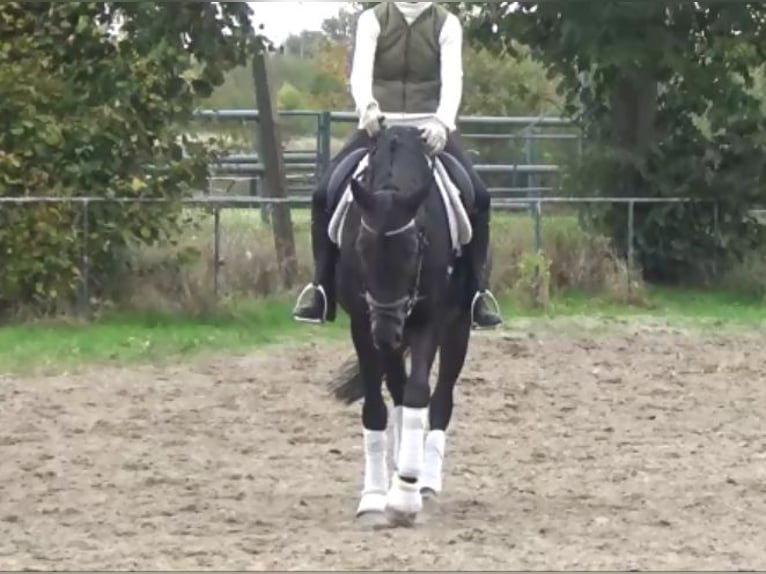 Hanoverian Mare 11 years 16,1 hh Bay-Dark in Berlin