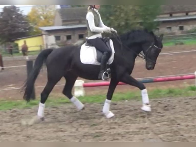 Hanoverian Mare 11 years 16,1 hh Bay-Dark in Berlin