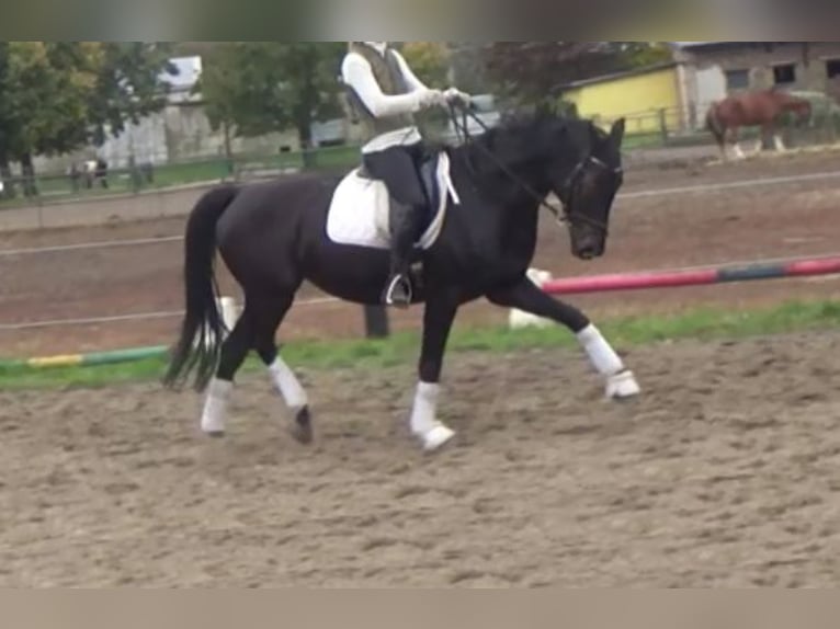 Hanoverian Mare 11 years 16,1 hh Bay-Dark in Berlin