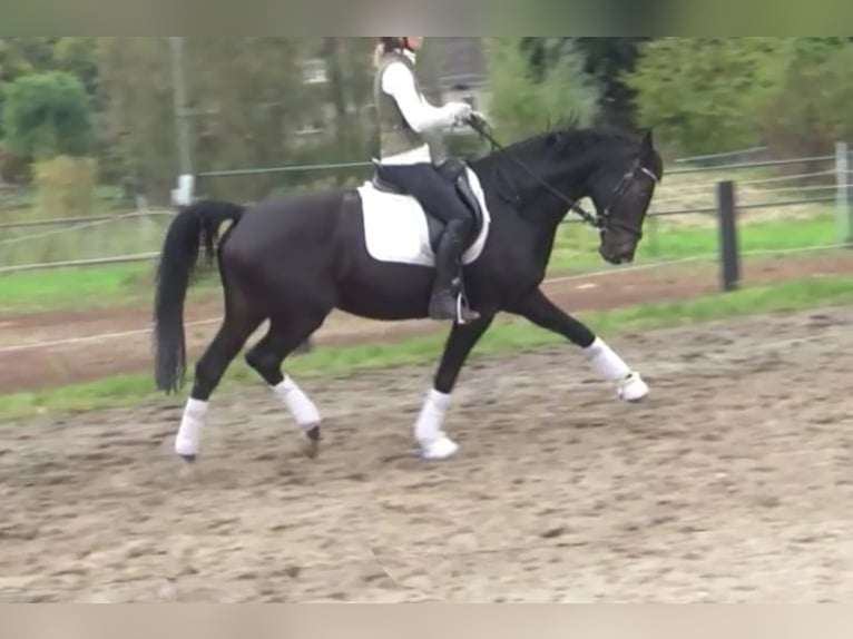 Hanoverian Mare 11 years 16,1 hh Bay-Dark in Berlin