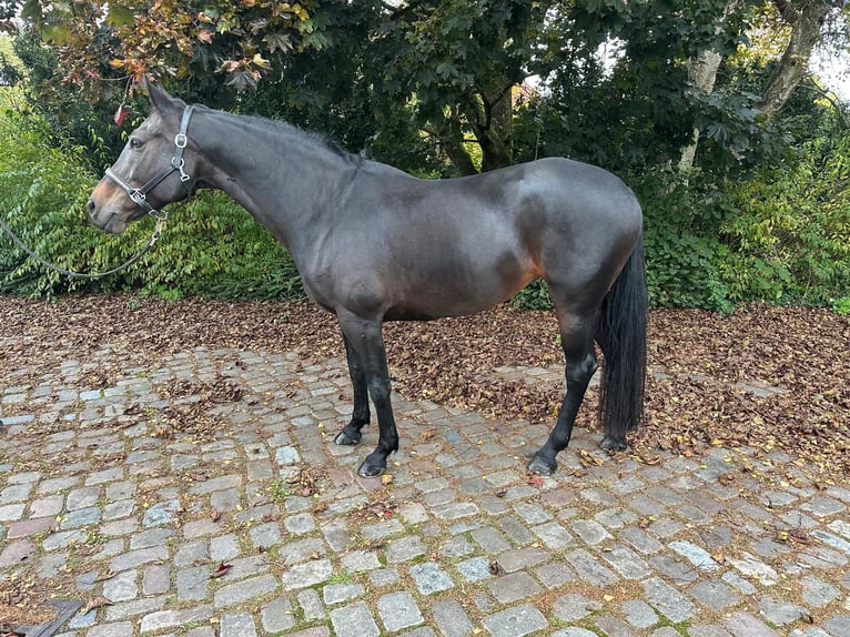 Hanoverian Mare 11 years 16.1 hh Bay-Dark in Bovenau