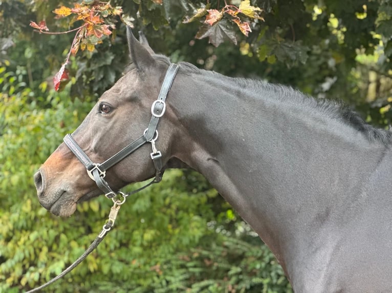 Hanoverian Mare 11 years 16.1 hh Bay-Dark in Bovenau