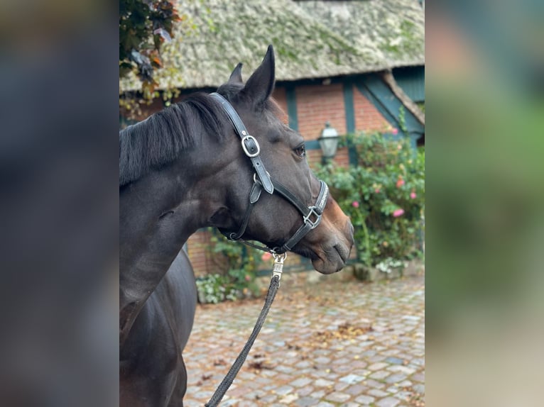 Hanoverian Mare 11 years 16.1 hh Bay-Dark in Bovenau