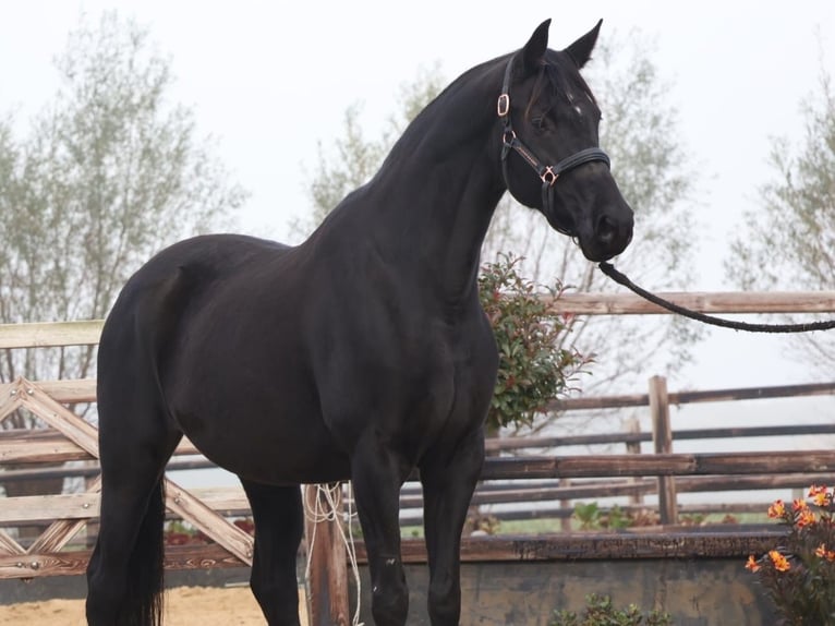 Hanoverian Mare 11 years 16,1 hh Black in Bocholt