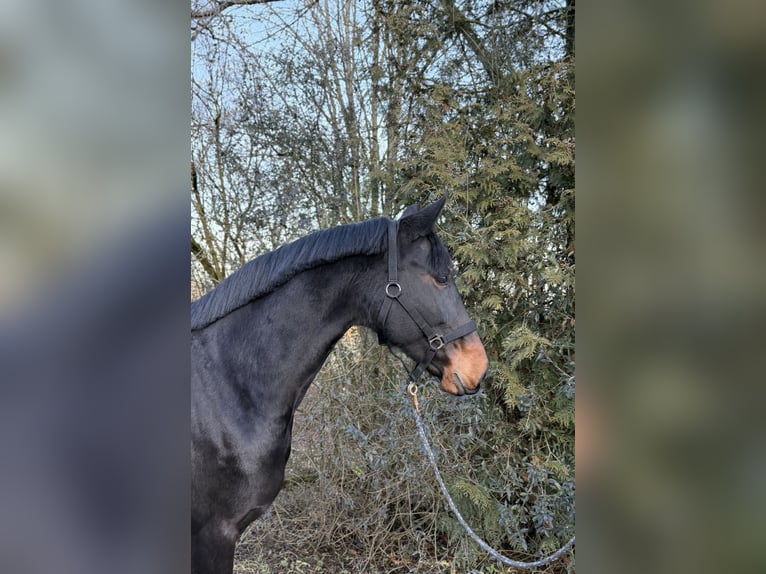 Hanoverian Mare 11 years 16.1 hh Brown in Weil der Stadt