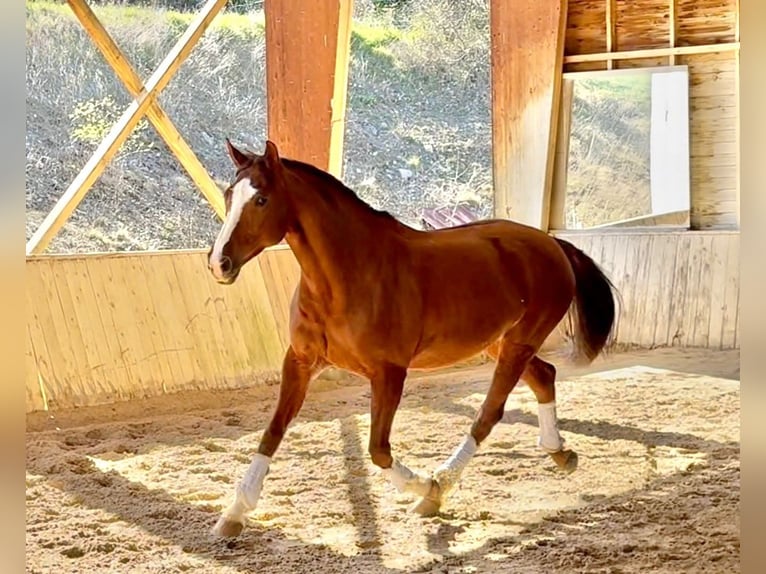 Hanoverian Mare 11 years 16.1 hh Brown in Alpes de Haute Provence